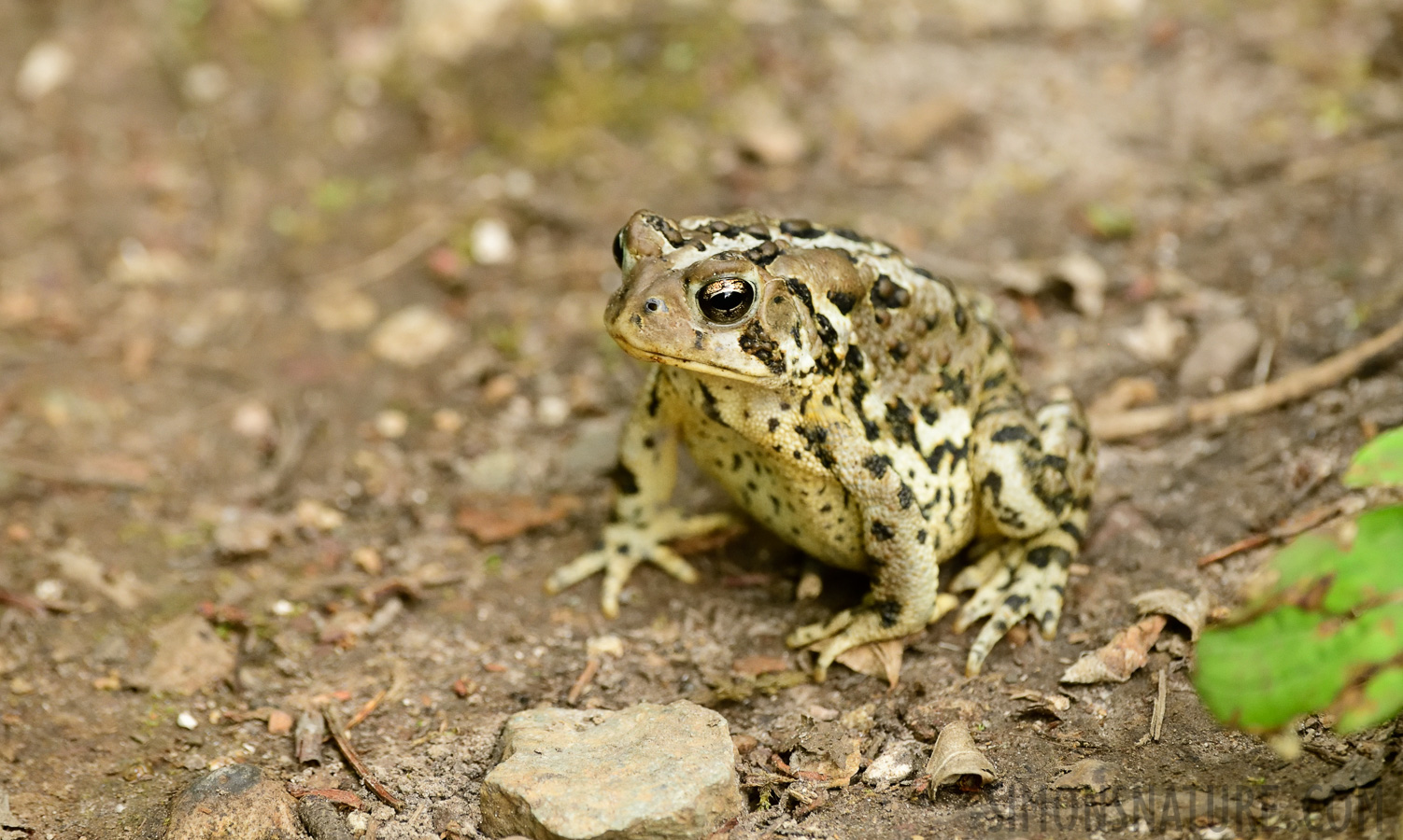 Anaxyrus americanus americanus [400 mm, 1/125 Sek. bei f / 7.1, ISO 2000]